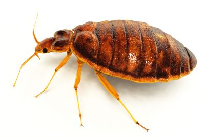 Get Rid of Bedbugs, Which Infest Your Home and Feed on Human Blood!