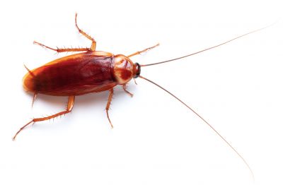 Get Rid of Cockroaches, Which Trigger Allergies and Contaminate Food and Surfaces!