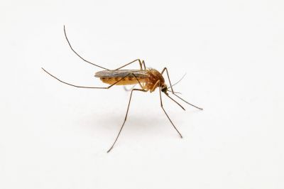 Get Rid of Mosquitoes, Which Irritate Your Skin and Carry Health Risks!