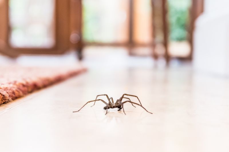 Huntsman Spider Extermination in Katy, TX