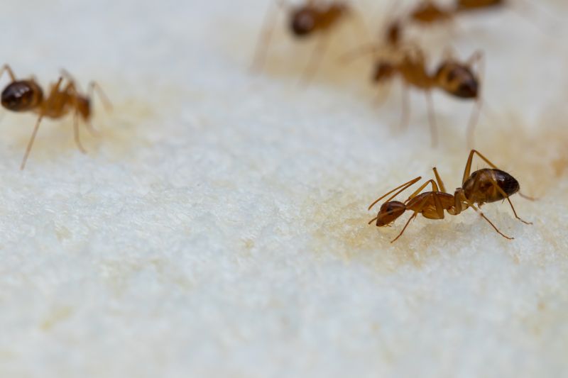 Signs You Have An Ant Problem Before It Gets Out Of Control