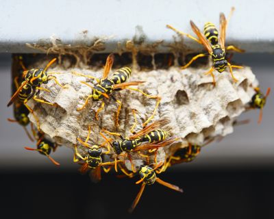 Protect Your Property from Wasps!