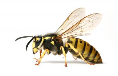 Get Long Term Protection with Wasp Nest Removal Service!