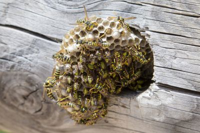 Get Safety and Risk Mitigation with Wasp Removal Services!