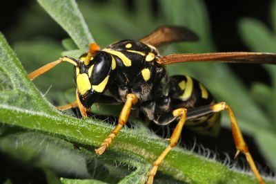Get the Expertise and Experience of Wasp Removal Services!