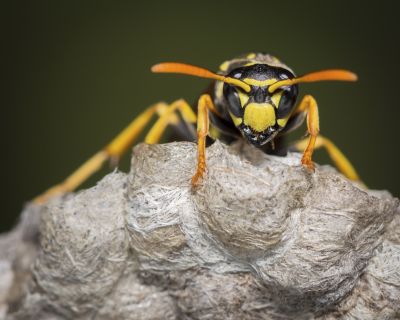 Get Thorough Nest Removal with Wasp Removal Service!